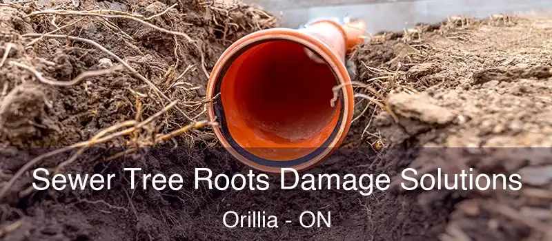  Sewer Tree Roots Damage Solutions Orillia - ON